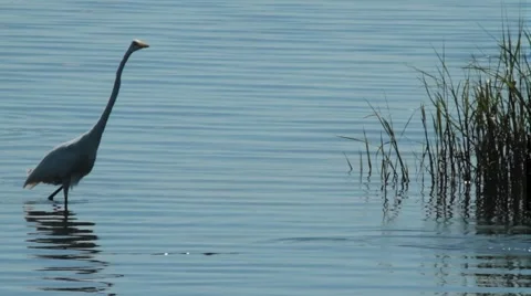 85.avi 動画素材 942549