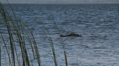 85.avi 動画素材 942560