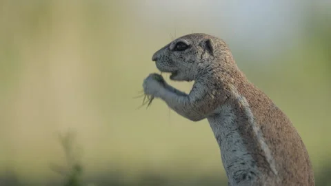 86 - Squirrel eating-4 Stock Footage 264970238