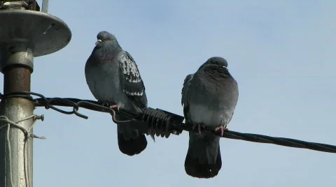 8798923 Video stock 640945