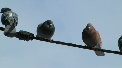 8802789 Stock Footage 640967