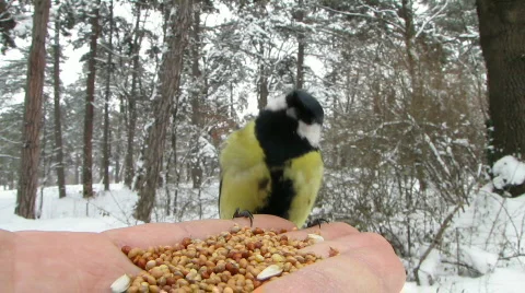 8802986 Stock Footage 640979