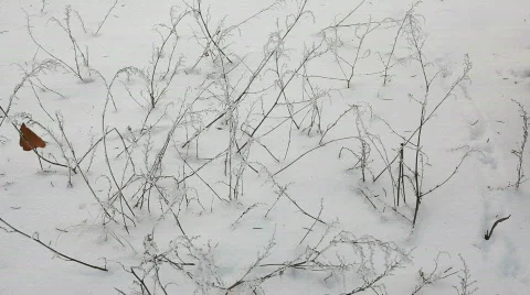 8804554 Stock Footage 641083