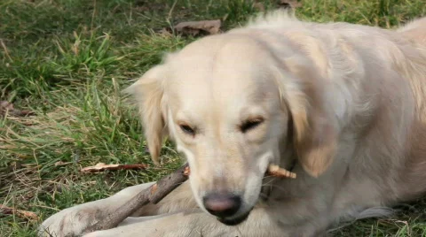 8808233 Video stock 641440