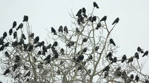 8808849 Video stock 641456