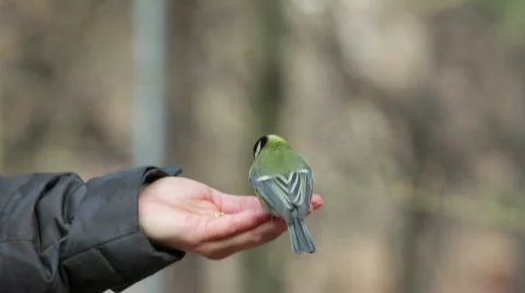 8808874 Video stock 641462