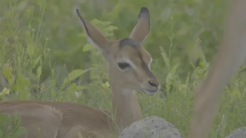 89 - Baby Springbok-2 Stock Footage 263965422
