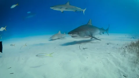 8G2A6762 2 2 库存影片 129537241