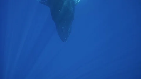 8G2A7682 库存影片 129531903