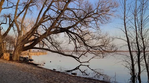 8K 24fps 4320p - 8K sample test footage of two ducks swimming under big tree Stock Footage 129786692