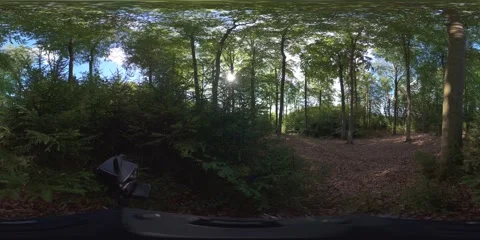 8K 360 VR beech forest &amp; spruce grove summer sunlight loop static tripod view Vídeo Stock 343267902
