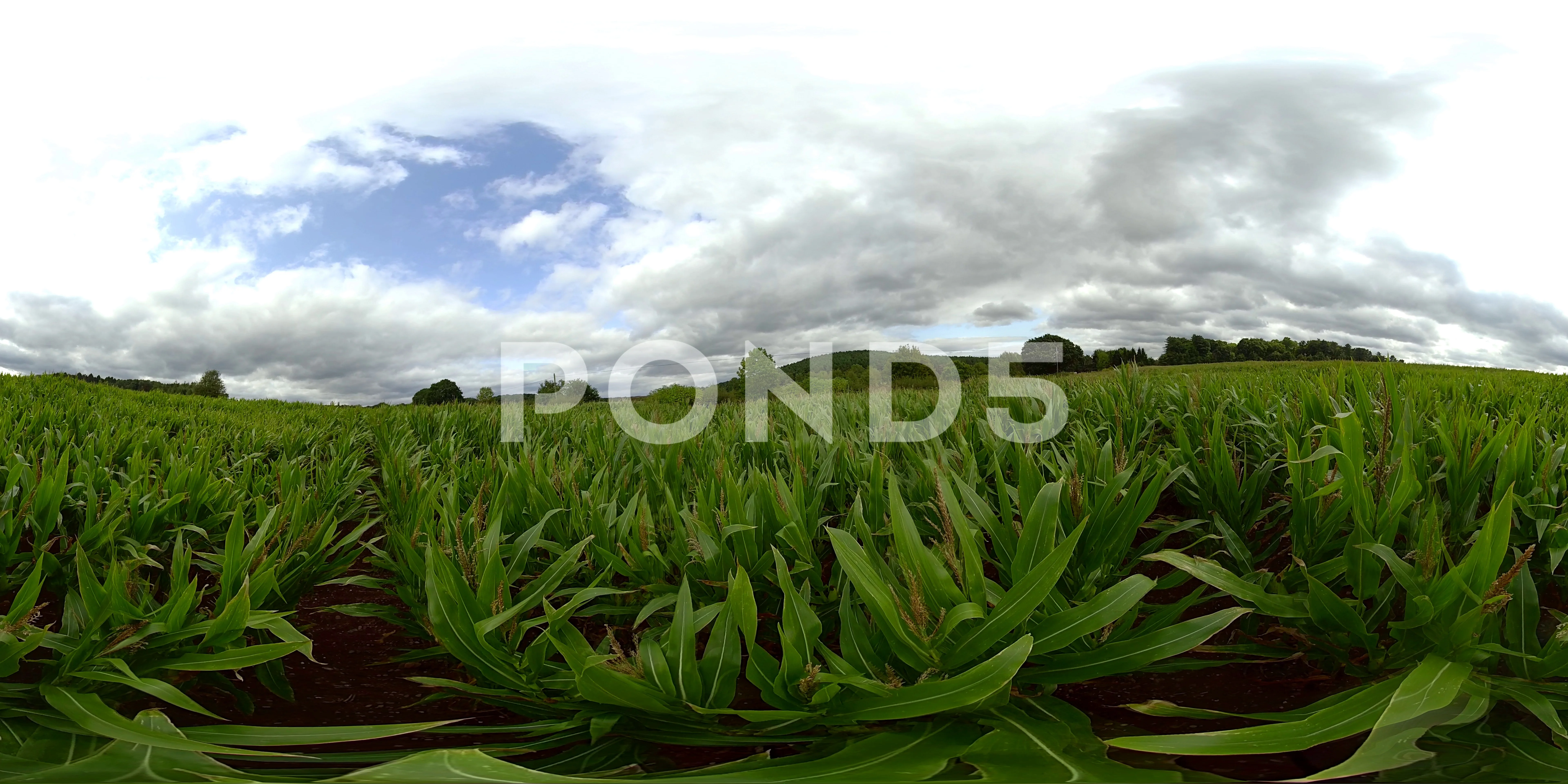 8K VR in the middle of corn field. F... | | Pond5