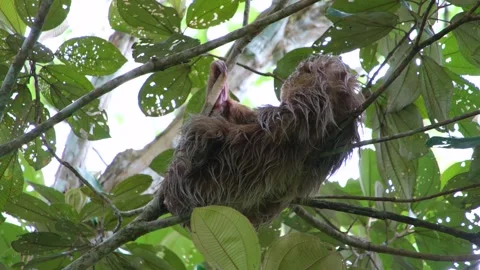 8K / 4320p - Sleeping sloth wrapped in deep forest hush and weightless peace Stock Footage 325728141