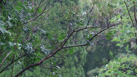 8K 4320p Water globules pattern across young shoots Stock Footage 310028758
