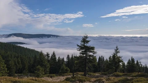 8K Above the clouds with forest and clouds Stock Footage 119151819
