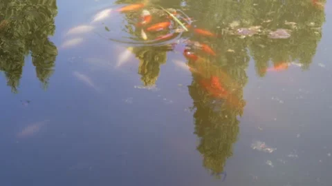 8K Abstract Reflection of Trees and Koi Fish in Garden Pond Vídeos de archivo 334451423