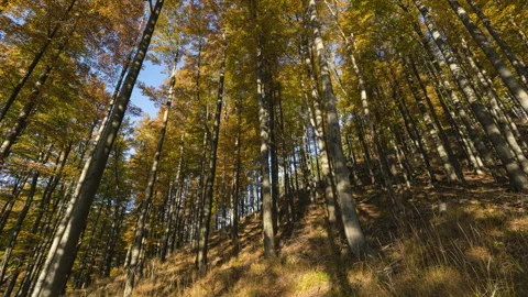 8K autumn forest with shadows Stock Footage 255894972