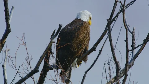8K Bald eagle in Klamath wildlife reserve, Klamath National Wildlife Refuge 動画素材 106968981