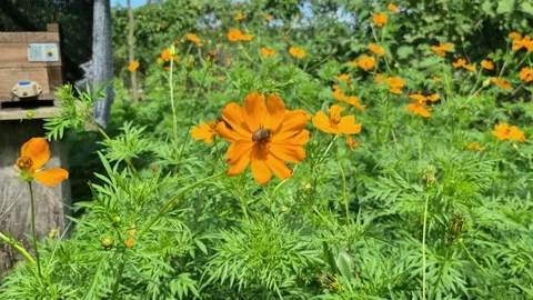 8k - Bee Pollinating Vibrant Orange Wildflower in Lush Garden on a Sunny Day Stock Footage 306030949