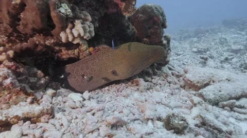 8k Big green moray eel with cleaner wrasse on a tropical coral reef Stock Footage 248440411