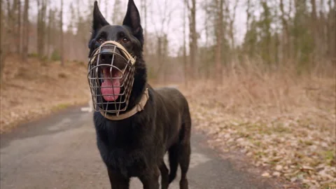 8K Black German Shepherd in Muzzle Walks Through Forest Road Stock Footage 304434250