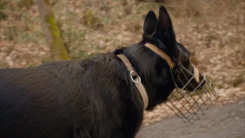 8K Black German Shepherd in Muzzle Walks Through Forest Road Tracking Shot Stock Footage 304434665