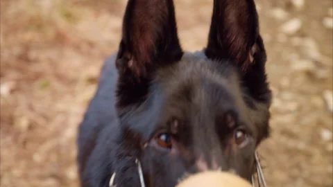 8k Black German Shepherd in Muzzle Approaches Owner in Nature Trail Stock Footage 304663006