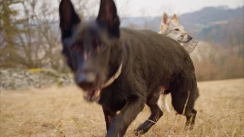 8K Black German Shepherd Sniffs Ground With Czechoslovakian Wolfdog Nearby Stock Footage 304444593