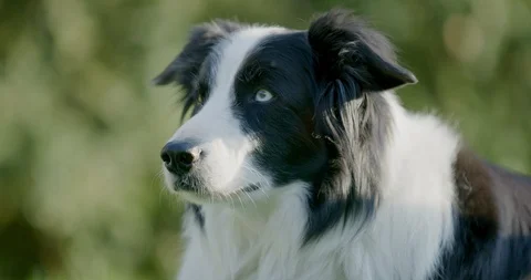 8K - Border Collie looking around and into camera 127849176