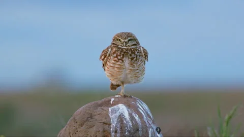 8k Burrowing owl stands on a boulder in a prairie grassland Stock Footage 276675895