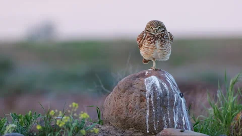 8k Burrowing owl stands on a boulder in a prairie grassland Stock Footage 276676431
