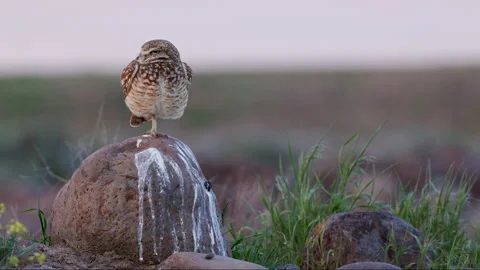 8k Burrowing owl stands on a boulder in a prairie grassland Stock Footage 276676760
