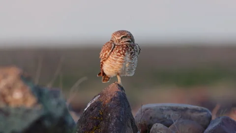 8k Burrowing owl stands on a boulder in a prairie grassland at sunset Vidéo 276677130