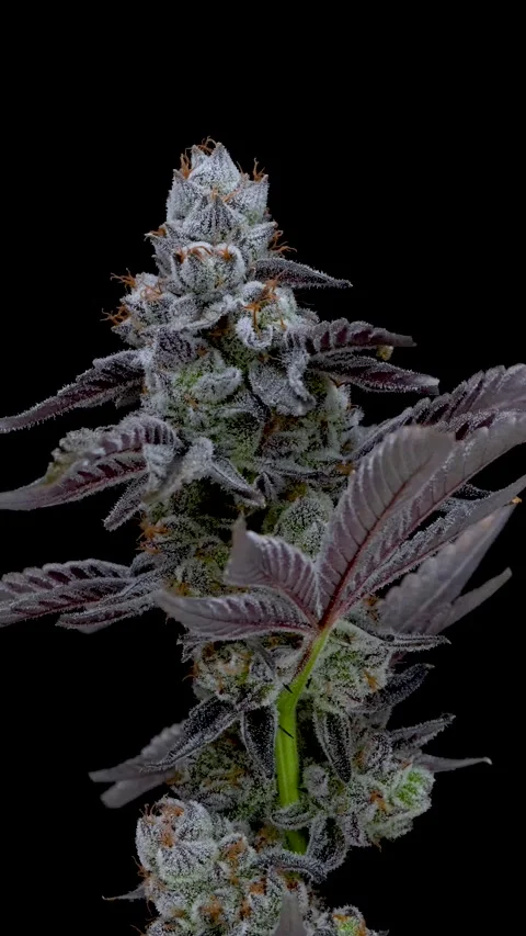 8K Cannabis Plant Stock Footage 341623348