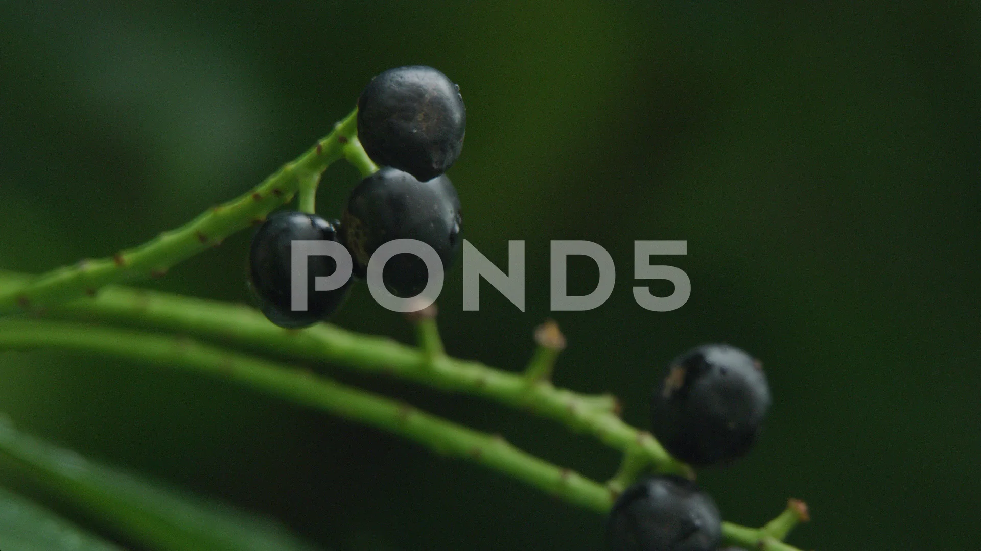 cherry laurel berries