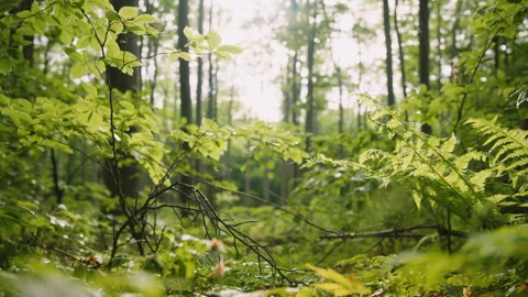 8K Cinematic Lush Forest Floor with Ferns, Spider Web and Sunlit Trees Stock Footage 327455979