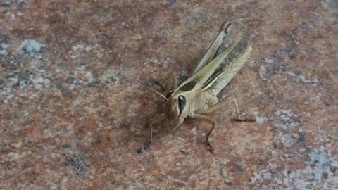 8K cinematic macro of grasshopper on rustic tile | nature wildlife video Stock Footage 318702667