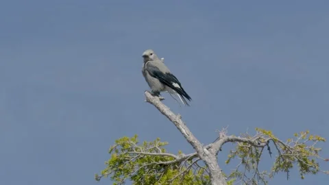 8K Clarks Nutcracker bird on top of the tree close-up at Crater Lake Stock Footage 157865805