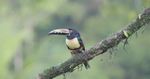 8K clip of a collared aracari perching on a branch Stock Footage 209119310