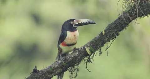 8K clip of collared aracari on a rainforest tree branch Stock Footage 208248095