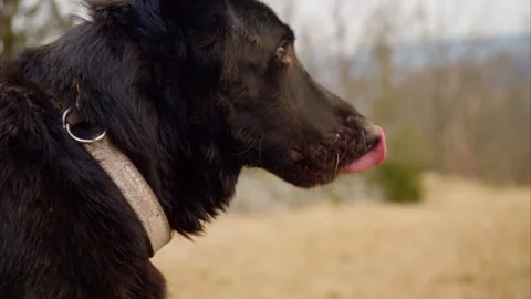 8K Close-up of Black German Shepherd Exploring and Showing Expressions Stock Footage 304446043