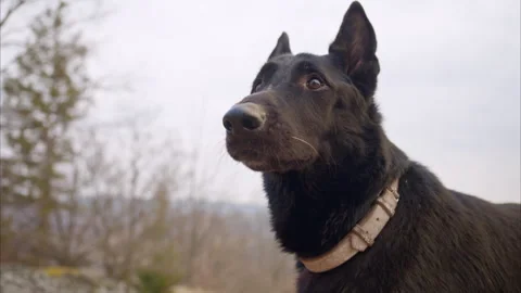 8K Close-up of a Black German Shepherd Exploring Its Surroundings Stock Footage 304580574