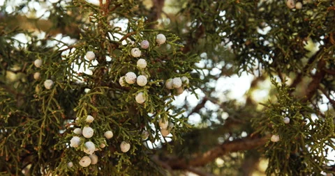 8K - Close-up of juniper tree Stock Footage 143655576