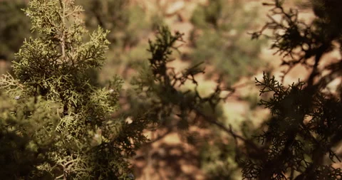 8K-Close up pan of desert pine tree Stock Footage 143615194