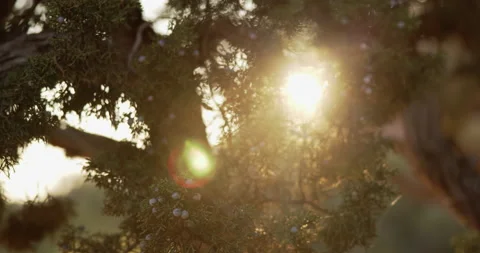 8K - Close-up of sun rays through a juniper tree Stock Footage 143647599