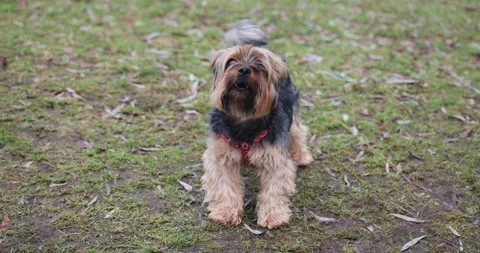 8K Cute Barking Dog Video stock 240495585