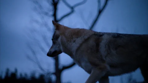 8K Czechoslovakian Wolfdog Gazing into the Distance at Dusk with Twisting Tree Stock Footage 305166301