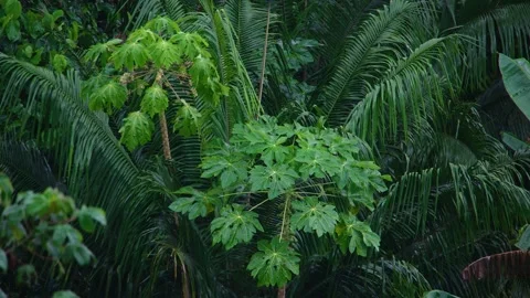 8K - Dense Jungle Foliage Moving Strongly In Wind And Rain Видео 325677214
