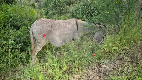 8K Donkey In The Mountain Vídeos de archivo 130702582