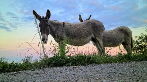 8K Donkeys In Front Of A Sunset Video stock 131015604